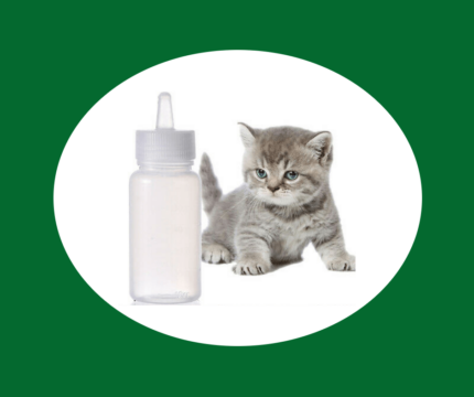 Γάλα Ανάπτυξης Γάτας