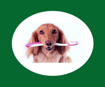 Οδοντική Φροντίδα Σκύλου